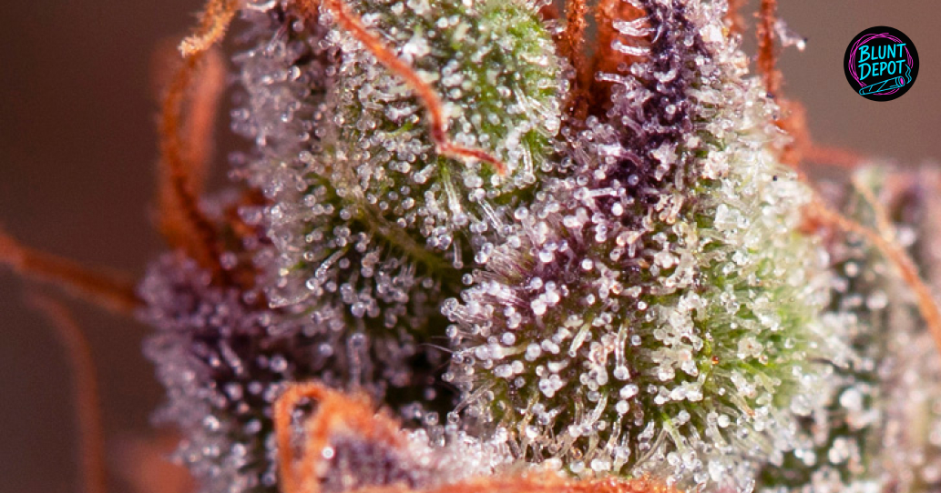 A collection of colorful cannabis buds from a licensed Elmira delivery menu.