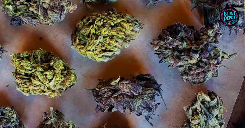 A collection of colorful cannabis buds showing high-quality trimming for Geneva residents.
