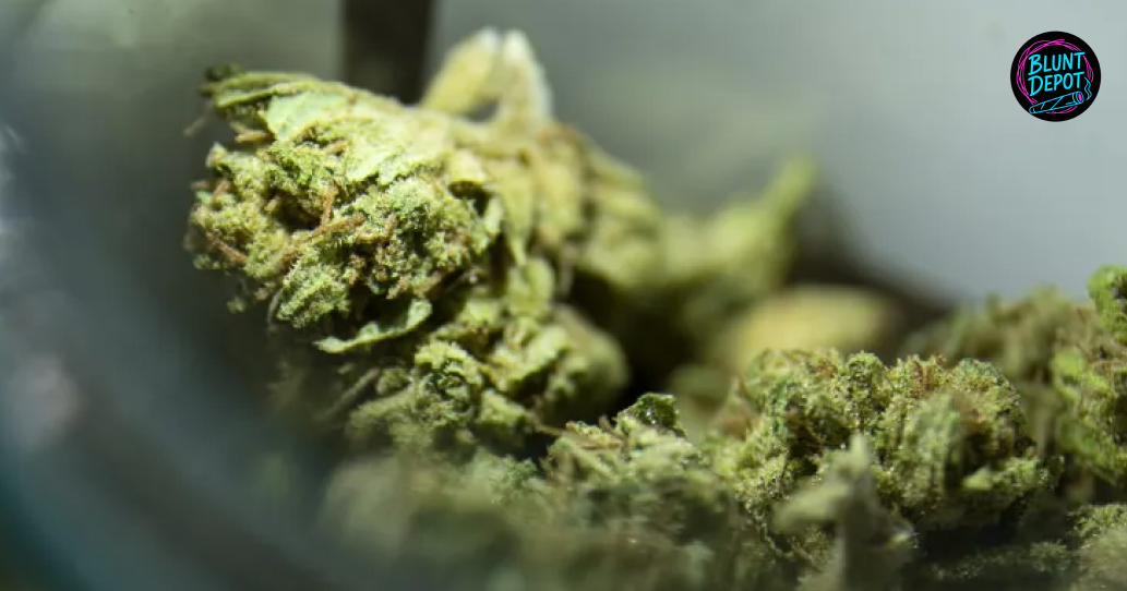 A variety of colorful cannabis buds displaying high-quality trimming and curing for Hudson customers.