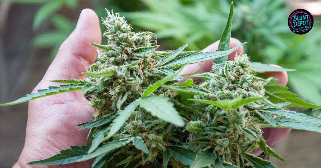 Variety of high-quality cannabis strains for delivery in the Hudson Valley area.