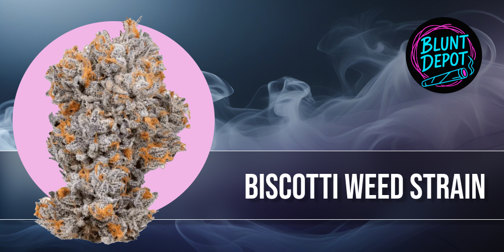 Dense, dark green Biscotti cannabis buds with purple hues and orange hairs.