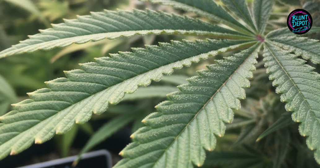 Weed delivery service operating in Murphy