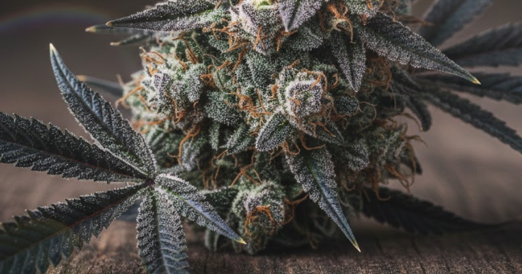 Premium Blackberry Sour weed strain buds