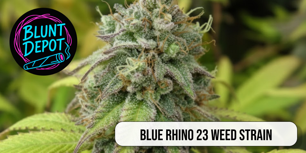 Blue Rhino 23 weed strain overall appearance and dense buds