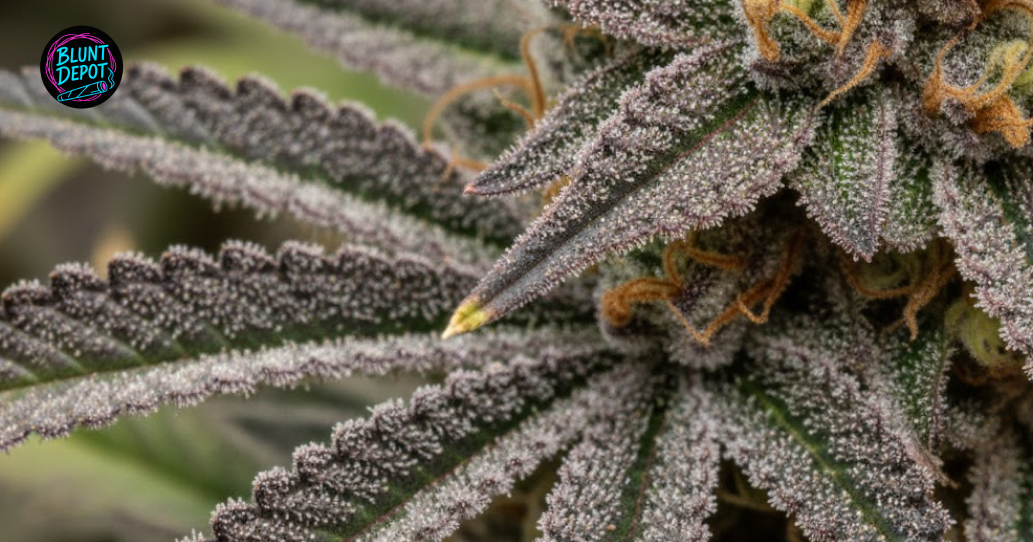 Burger Breath weed strain buds close-up