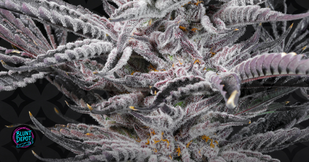 Weed delivery in Dunkirk