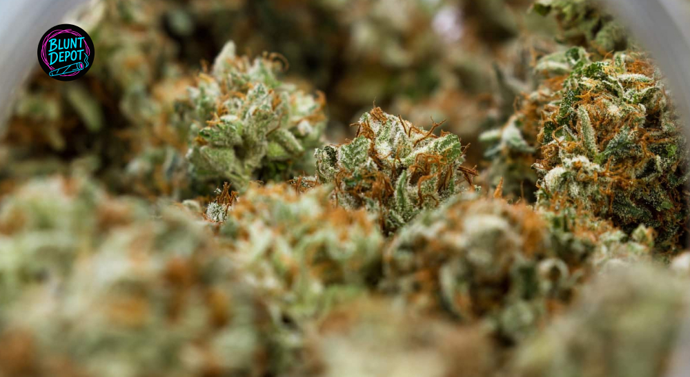 Macro view of frosty trichomes on a bud from a licensed Elmira dispensary.