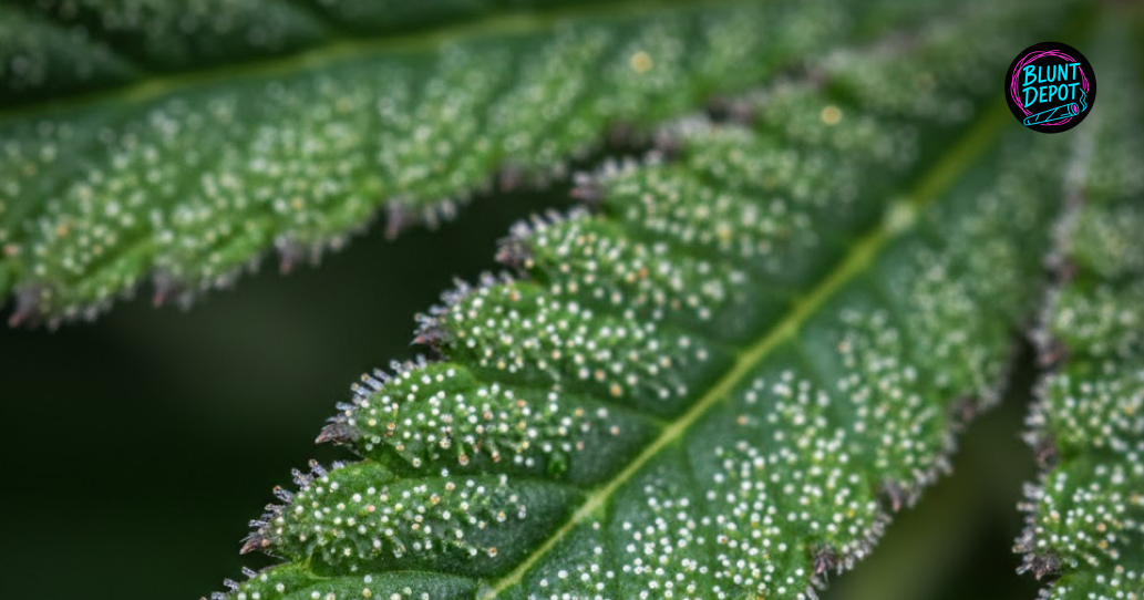 Authentic Black Truffle weed strain selection guide