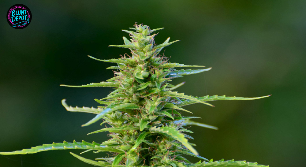 A close-up view of a young cannabis bud with emerging white pistils against a dark green background.