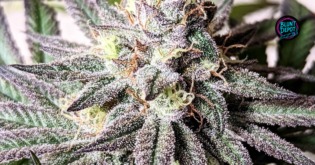 Premium Apple Fritter buds with deep purple and forest green leaf accents.