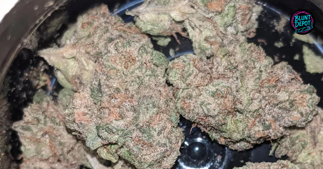 Vibrant purple cannabis buds available for express delivery in Fulton and Oswego.