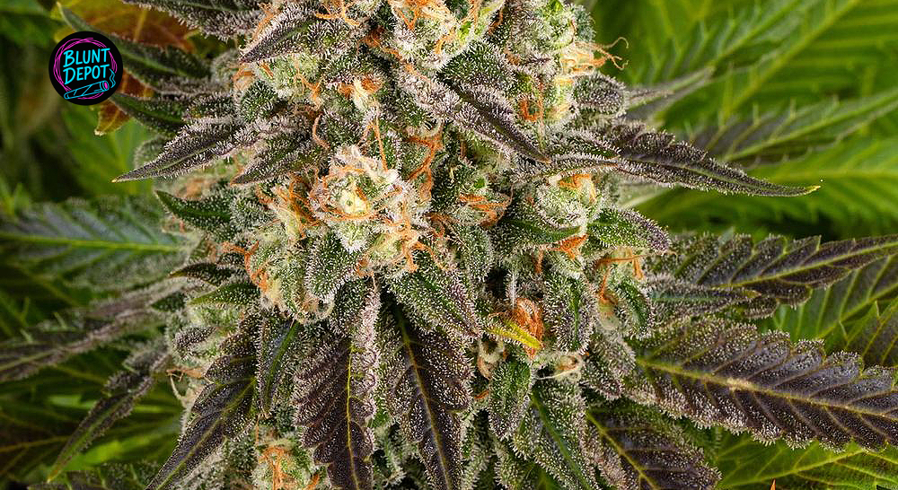 Macro view of frosty resinous trichomes on a bud for Geneva customers.