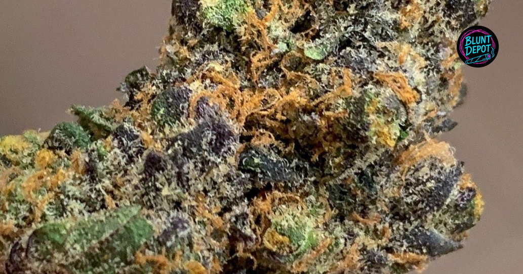 Vibrant purple cannabis buds available for same-day delivery in Elmira.