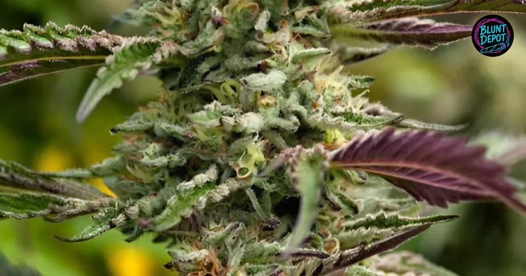 Weed delivery service operating in Murphy