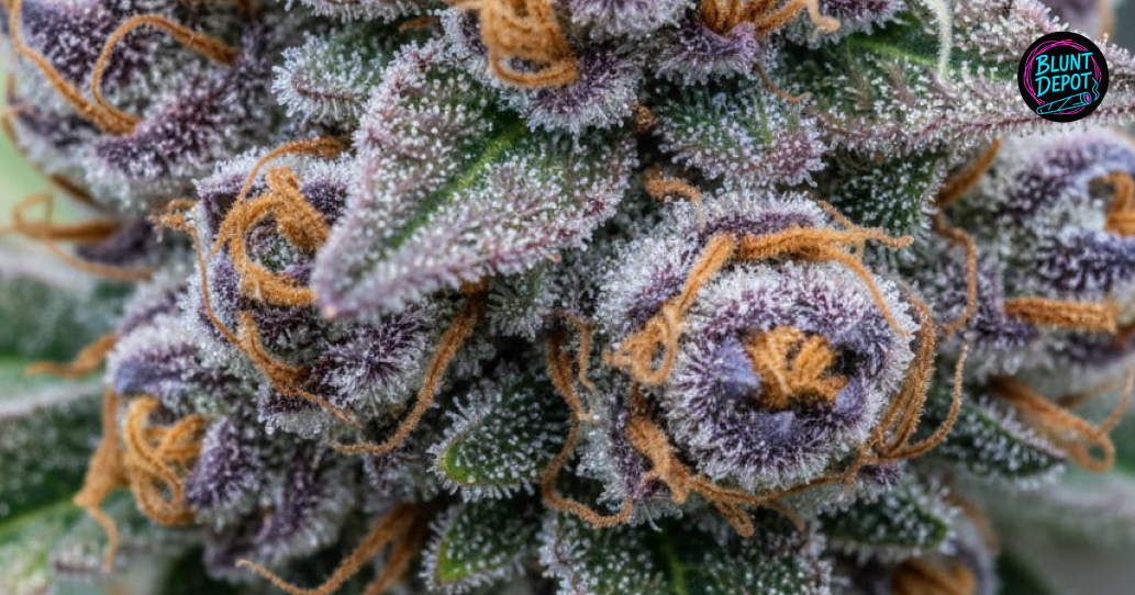 Discreet weed delivery in New Braunfels Texas