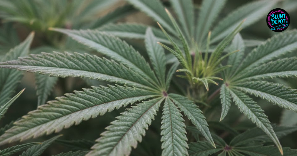 Discreet weed delivery service in Pearland Texas