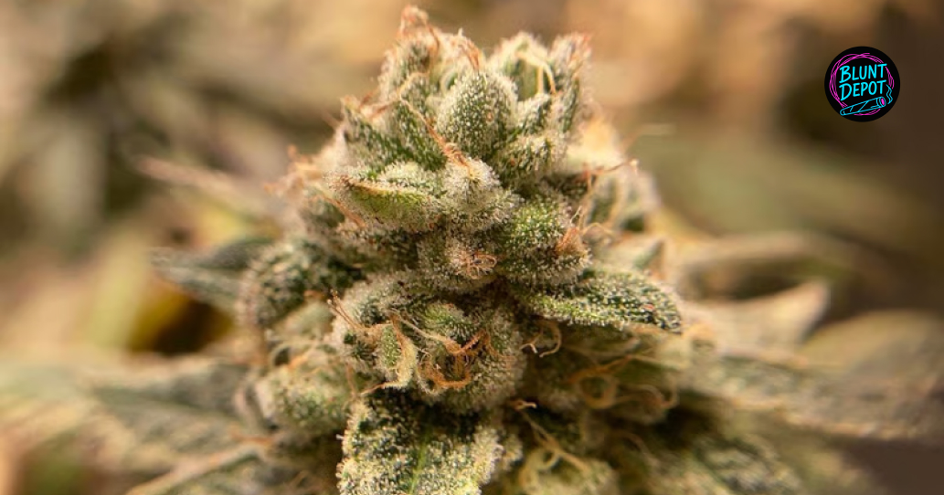 Vibrant purple cannabis buds available for express delivery near Seneca Lake.