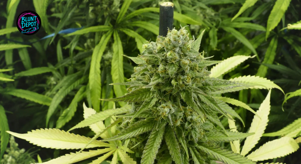 Flowering Cannabis Plant Close Up