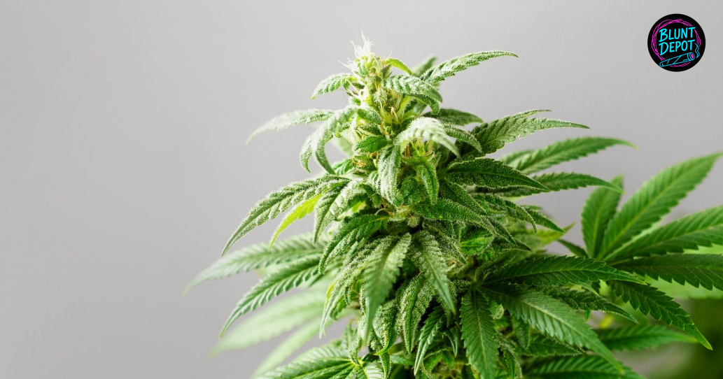 A resinous cannabis bud covered in white trichomes against a neutral grey background.
