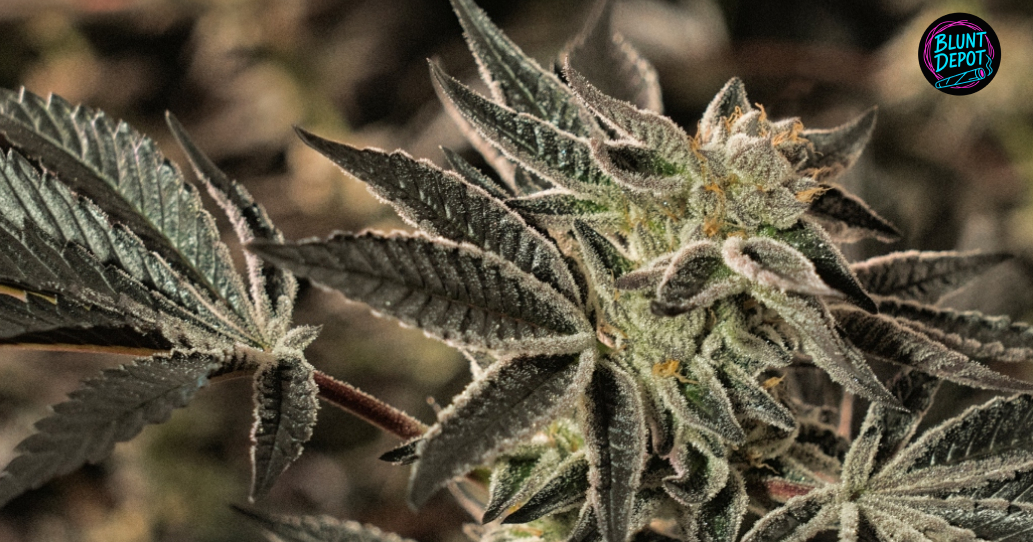 Close-up of a resinous cannabis flower with dark, crystalline leaves and white trichomes.