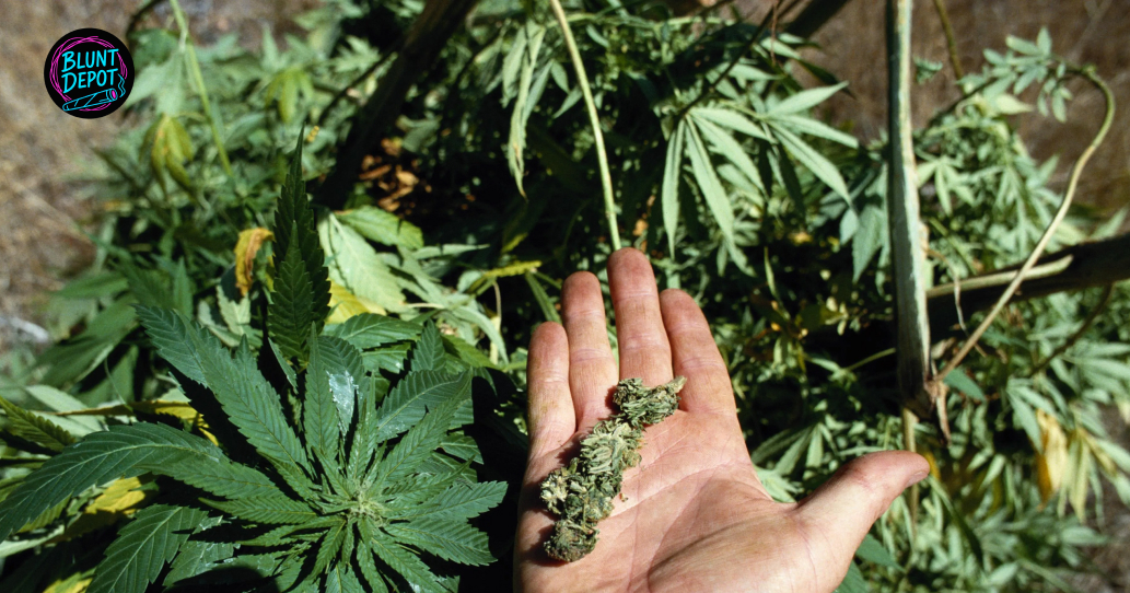 Hand Harvested Cannabis Bud