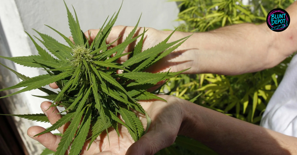 Hand Inspected Thca Flower