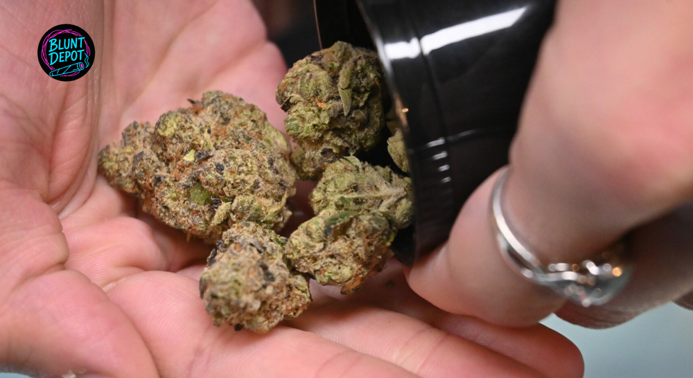 Hand Selected Thca Buds