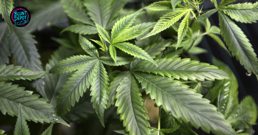 Healthy Thca Cannabis Foliage