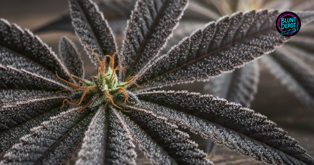 Authentic Black Truffle Pie weed strain buying guide