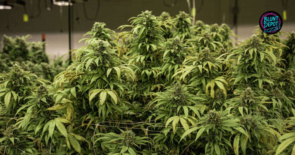 Thca Delivery In Kingsville