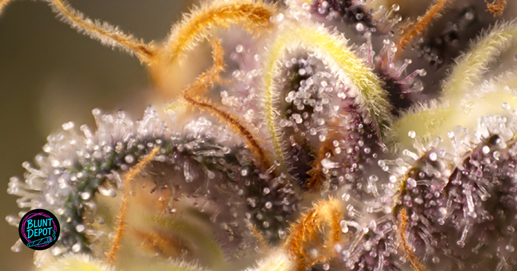 Weed delivery in Elmira