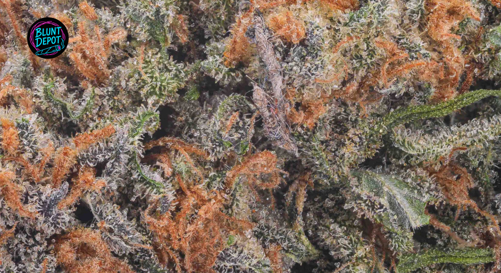 Large frosty cannabis bud representing licensed delivery services in Dunkirk.