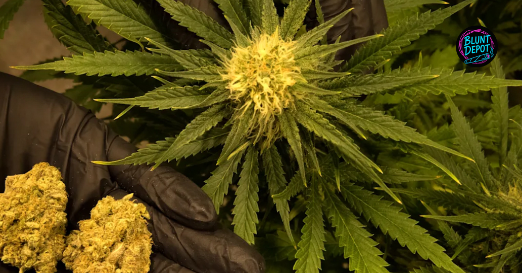 Large frosty cannabis bud representing licensed delivery services in the Fulton area.