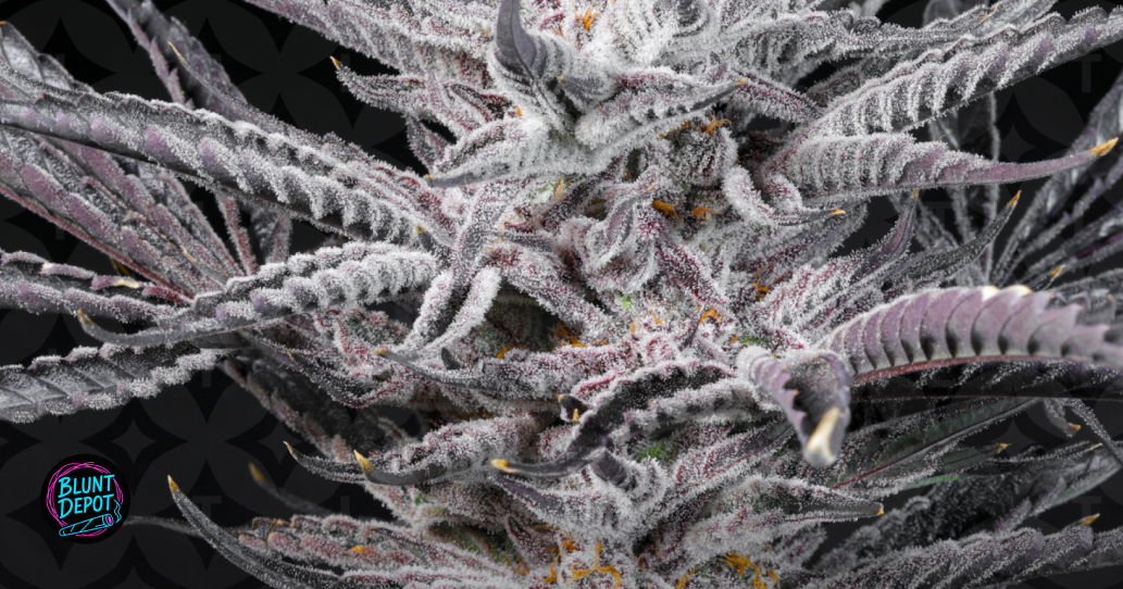 Weed delivery in Geneva