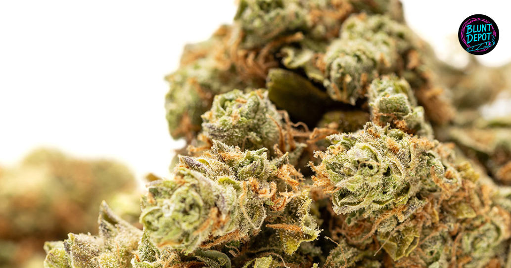 Macro Thca Trichome Detail