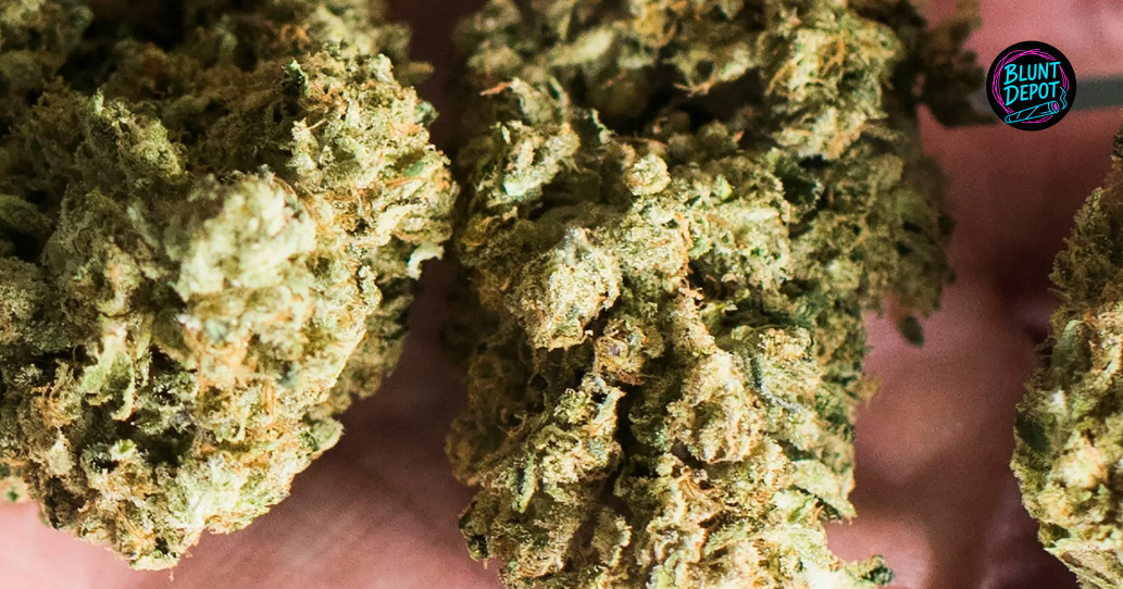 Macro View Of Dried Cannabis Buds