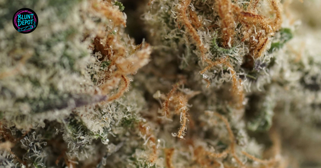 Macro photograph of a cannabis bud with visible resinous trichomes and orange pistils.