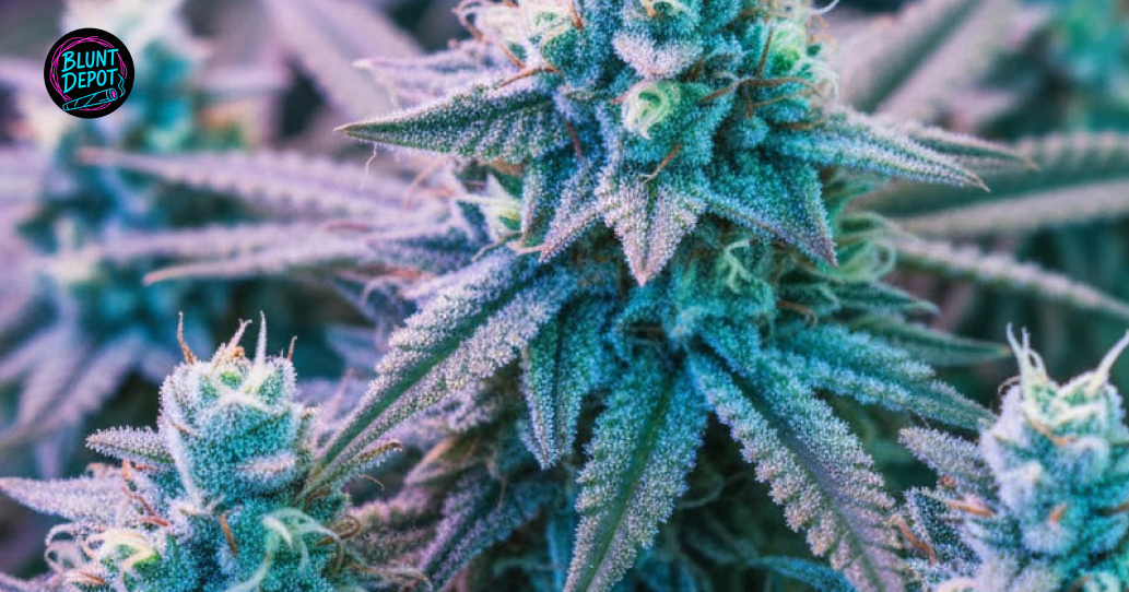 THCA-rich cannabis buds available for delivery in Leander Texas