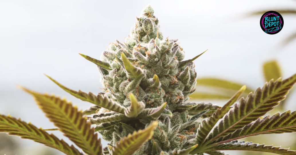 Premium Thca Flower Bud 1