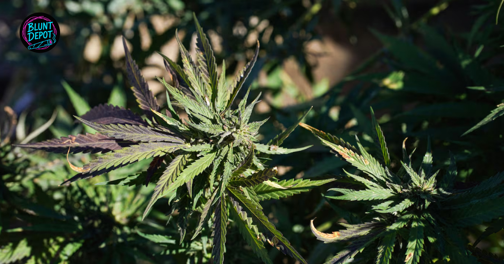 Purple Kush Cannabis Plant