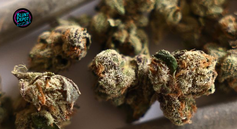 Purple Tinted Thca Buds