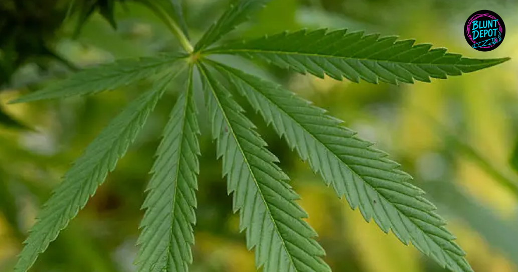 Top-down view of a cannabis flower in full bloom, illuminated by bright natural sunlight.