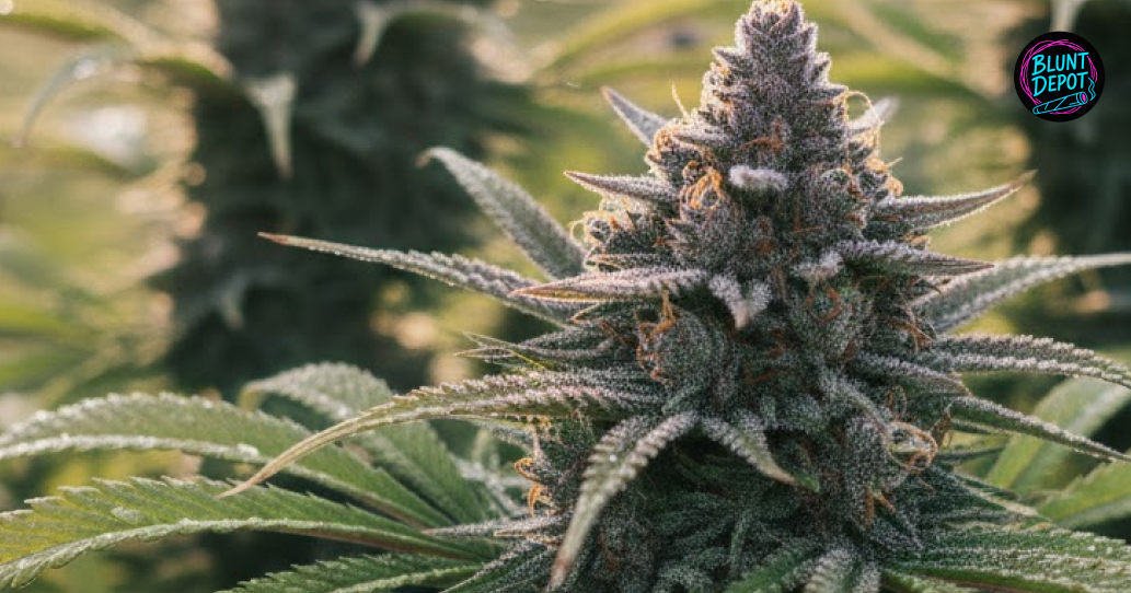 THCA product delivery service in Long Beach California