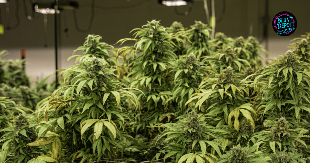 Thca Flowers Delivery