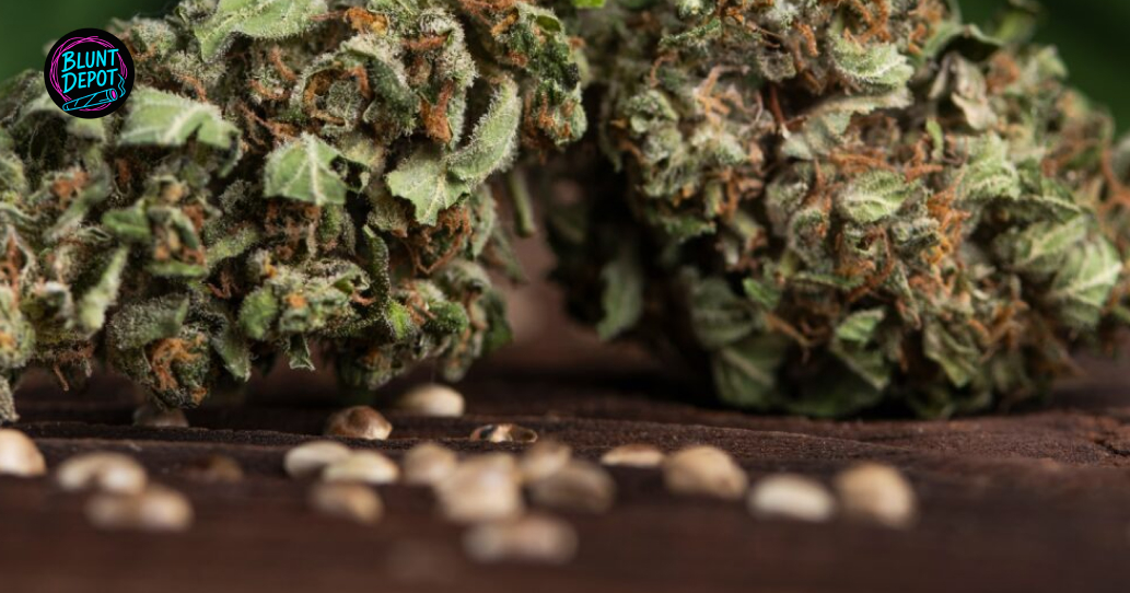 Weed Buds Available For Delivery In Mount Pleasant 1