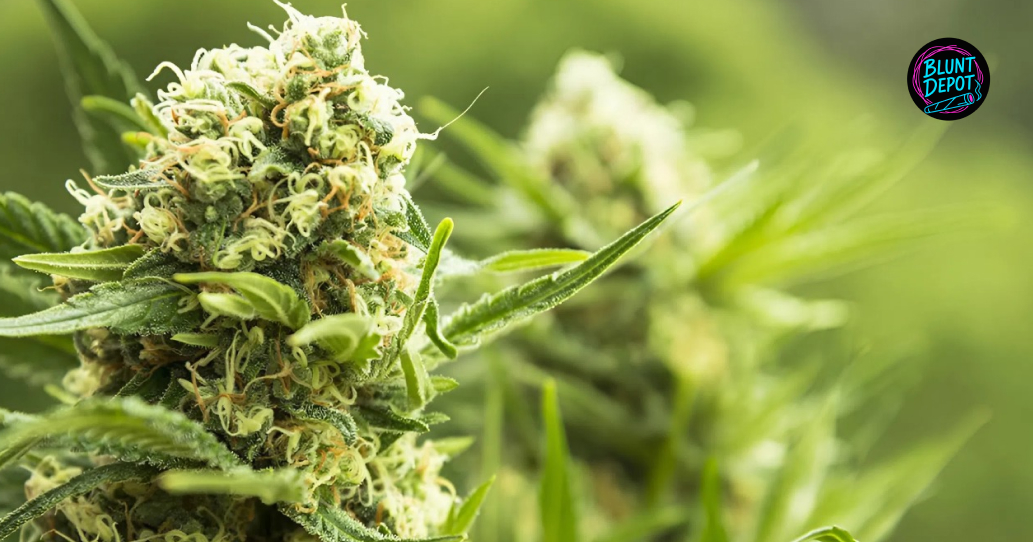 Weed delivery in Corning illustrated cannabis bud and products