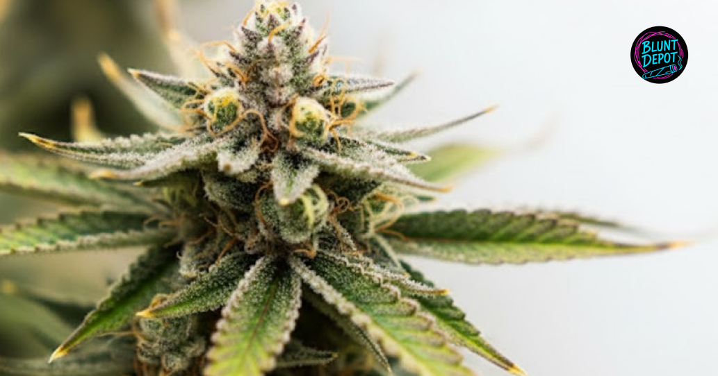 Weed products available for delivery in Nassau Bay