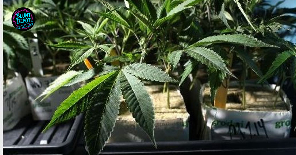 Young Cannabis Plants In Nursery