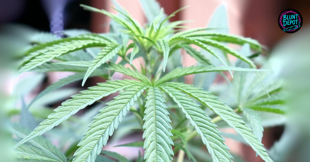 Young Thca Cannabis Plant