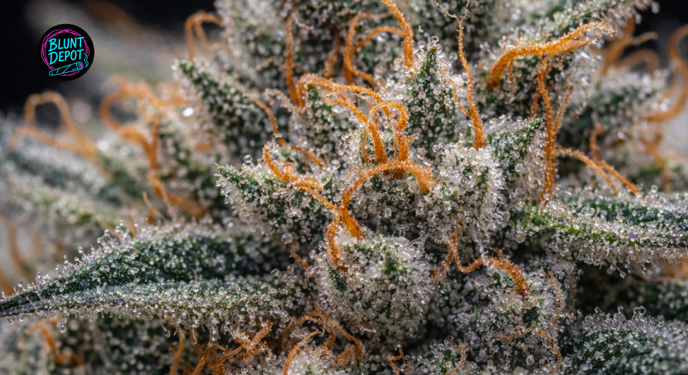 Weed delivery in Wimberley